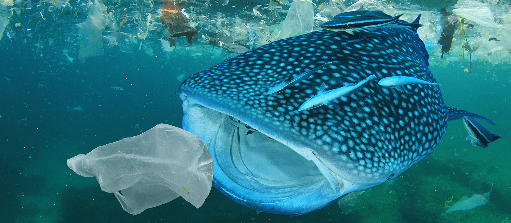 Plastic bags in ocean